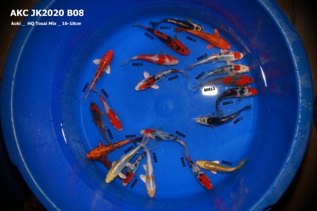 AKC KOI Import 2020_ B08